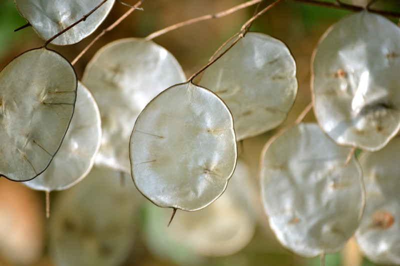 Lunaria rediviva – Wilde Judaspenning - zaaddozen - inheemse wilde planten- zaden -natuurlijke- tuinen